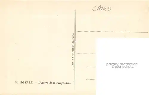 AK / Ansichtskarte Cairo_Egypt The Virgins Tree Heliopolis Cairo Egypt