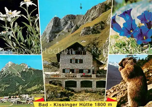 AK / Ansichtskarte Bad Kissingerhuette_1800m_Aggenstein Panorama Alpenflora Murmeltier 