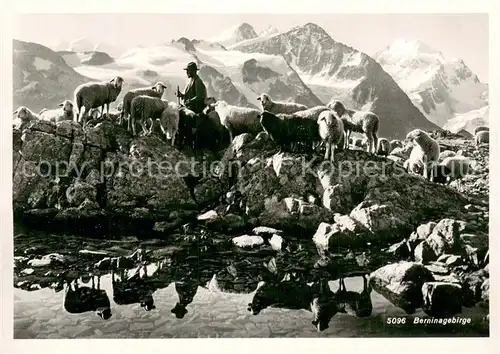AK / Ansichtskarte Berninagruppe_GR Schaefer mit Herde 