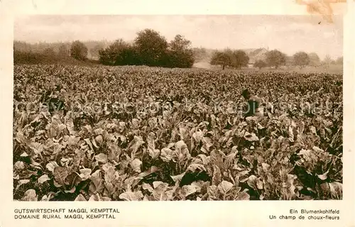 AK / Ansichtskarte Kempttal_ZH Ein Blumenkohlfeld Kempttal ZH