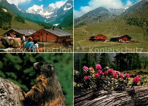 AK / Ansichtskarte Schnals_Bozen_Suedtirol Eishof Alm Murmeltier Schnals_Bozen_Suedtirol