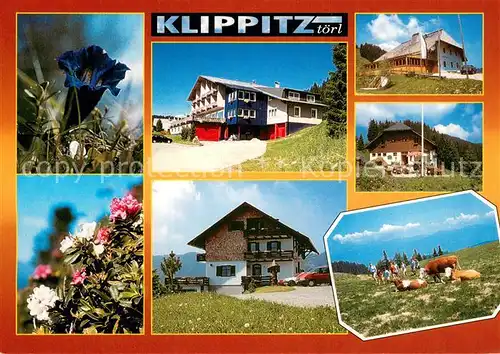 AK / Ansichtskarte Klippitztoerl Teilansichten Alpenflora Almvieh 