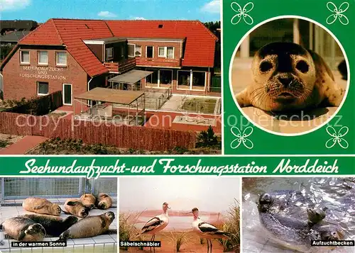 AK / Ansichtskarte Norddeich__Norden_Nordseebad Seehundaufzucht  u. Forschungsstation Aufzuchtbecken Saebelschnaebler 