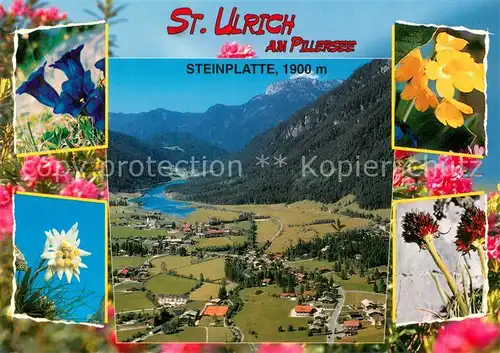 AK / Ansichtskarte St_Ulrich_Pillersee Fliegeraufnahme mit Steinplatte Alpenflora St_Ulrich_Pillersee