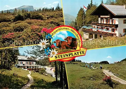 AK / Ansichtskarte Waidring_Tirol Alpengasthof Steinplatte Restaurant Cafe Panorama Waidring Tirol