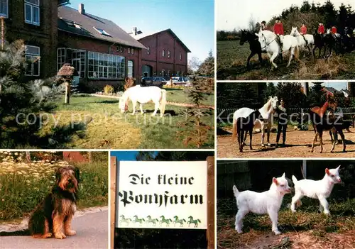 AK / Ansichtskarte Schafstedt Die kleine Ponyfarm Details Schafstedt