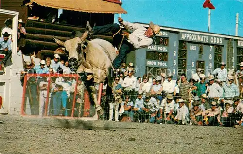 AK / Ansichtskarte Calgary_Canada Stampede Brahma Bull Riding 