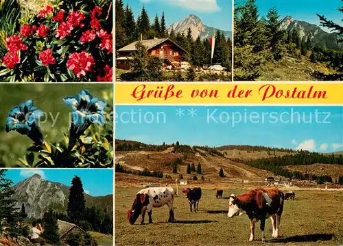 AK / Ansichtskarte Postalm_1200m_Strobl_Wolfgangsee Teilansichten Natur Kuehe 