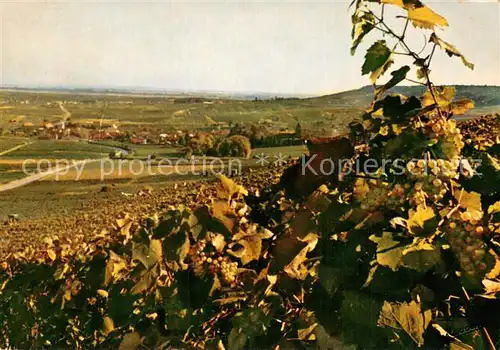 AK / Ansichtskarte Mesnil sur Oger_Le Vue du Vignoble Mesnil sur Oger_Le