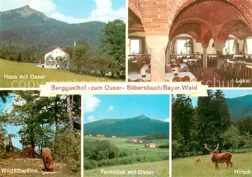 AK / Ansichtskarte Silbersbach Berggasthof zum Osser Landschaftspanorama Wildschweine Hirsch Silbersbach