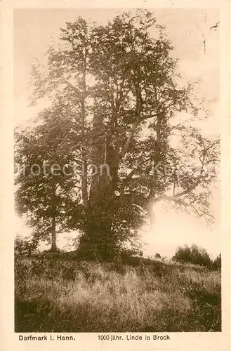 AK / Ansichtskarte Dorfmark 1000 jaehrige Linde in Brock Dorfmark