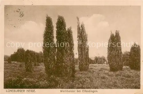 AK / Ansichtskarte Lueneburger_Heide Wacholder bei Eiferdingen Lueneburger Heide