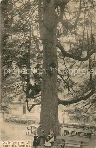 AK / Ansichtskarte Rollwassertal_Bad_Wildbad Grosse Tanne beim Forsthaus 