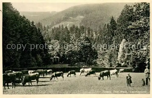AK / Ansichtskarte Tabarz Lauchagrund Tabarz