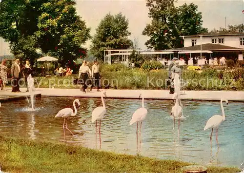 AK / Ansichtskarte Erfurt Internationale Gartenbauausstellung Flamingos Erfurt