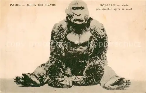 AK / Ansichtskarte Affen Gorilla Paris Jardin des Plantes 