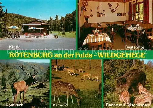 AK / Ansichtskarte Rotenburg_Fulda Kiosk Gaststaette Rothirsch Damwild Bache mit Frischlingen Rotenburg Fulda