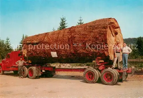 AK / Ansichtskarte Landwirtschaft Holz Baum Tree  