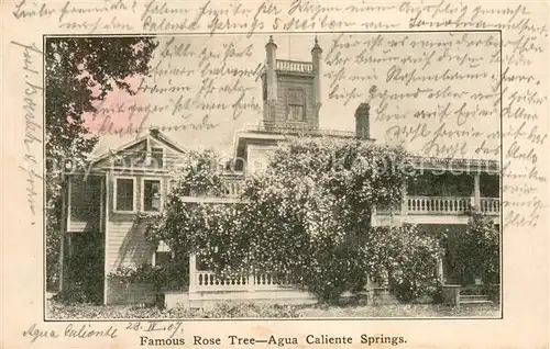 AK / Ansichtskarte Caliente_California_USA Famous Rose Tree Agua Caliente Springs 