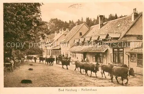 AK / Ansichtskarte Bad_Harzburg Molkenhaus Kuhherde Bad_Harzburg
