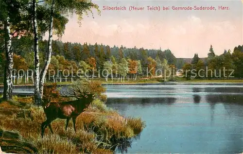 AK / Ansichtskarte Suderode_Bad Silberteich Hirsch Suderode_Bad