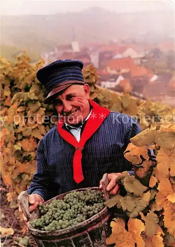 AK / Ansichtskarte Escherndorf Der Escherndorfer Lump in den Weinbergen Weinlese Escherndorf