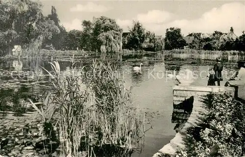 AK / Ansichtskarte Buende_Westfalen Schwanenteich Buergerpark Buende_Westfalen