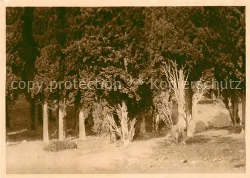 AK / Ansichtskarte Simeiz_Krim_Crimea Zypressenhain 