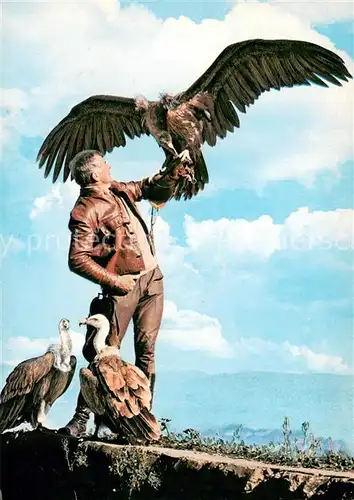 AK / Ansichtskarte Gundelsheim_Neckar Greifenwarte Burg Guttenberg Flugvorfuehrung Gundelsheim Neckar