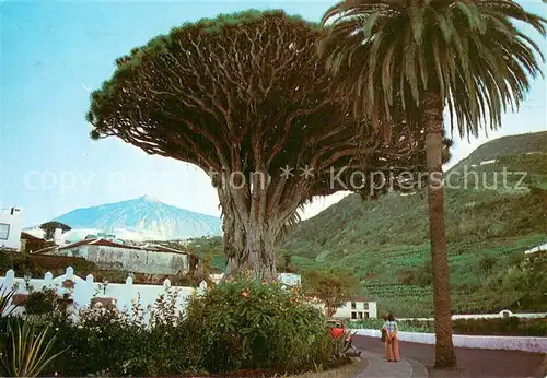 AK / Ansichtskarte Icod_de_los_Vinos_Tenerife_Islas_Canarias_ES Drago milenario al fondo el Teide 