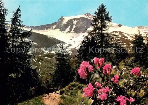 AK / Ansichtskarte Zillertal_Tirol Am Weg zum Tuxerjoch Alpenrosen Zillertal_Tirol