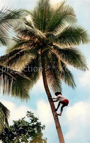 AK / Ansichtskarte Martinique Le cocotier Kokospalme Martinique