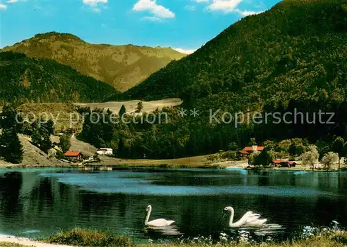 AK / Ansichtskarte Unterwoessen Uferpartie am Unterwoessener See Schwaene Bayerische Alpen Unterwoessen