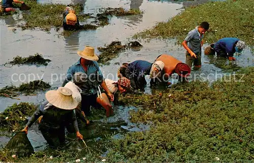 AK / Ansichtskarte Thailand Thai Farmers after Harvest at their Leisure Thailand