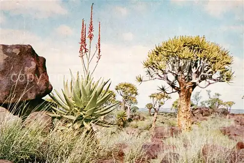 AK / Ansichtskarte Keetmanshoop_DSWA_Namibia Quivertrees and Aloe 