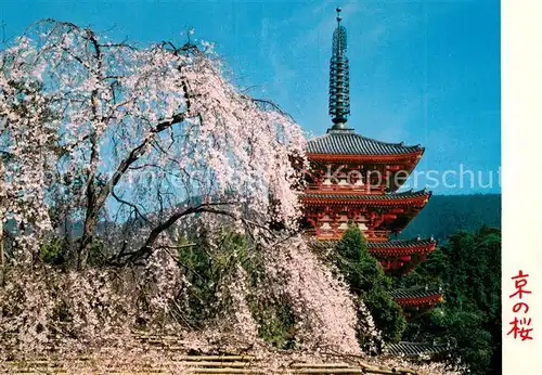 AK / Ansichtskarte Kyoto Cherry Blossoms at Daigoji Temple Kyoto