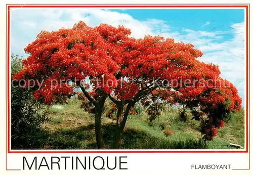 AK / Ansichtskarte Martinique Flamboyant Martinique
