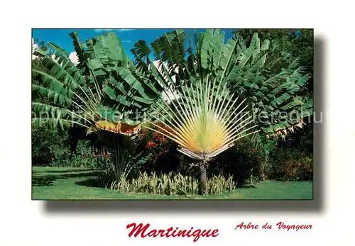 AK / Ansichtskarte Martinique arbre du Voyageur Martinique