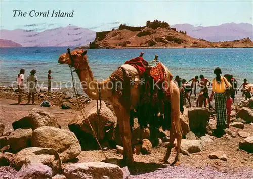 AK / Ansichtskarte Coral_island_Israel Beach Gulf of Eilat Kamel 