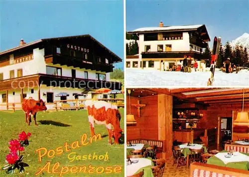 AK / Ansichtskarte Strobl_Wolfgangsee_AT Gasthof Alpenrose Postalm Kuehe Wintersport 