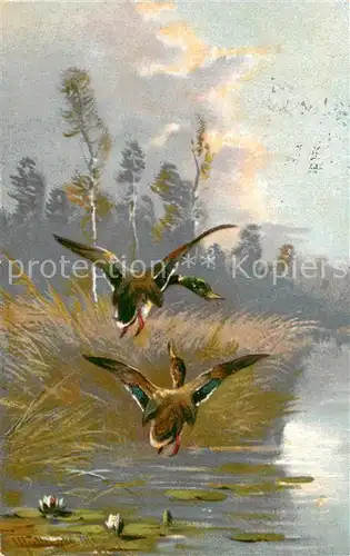 AK / Ansichtskarte Enten T.S.N. 5.640 Enten fliegen ueber Teich 