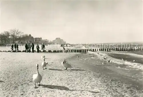 AK / Ansichtskarte Kuehlungsborn_Ostseebad Strandpartie Schwaene Kuehlungsborn_Ostseebad