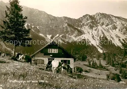 AK / Ansichtskarte Oberjoch Wiedhagalpe m. Iseler u. Kuehe Oberjoch