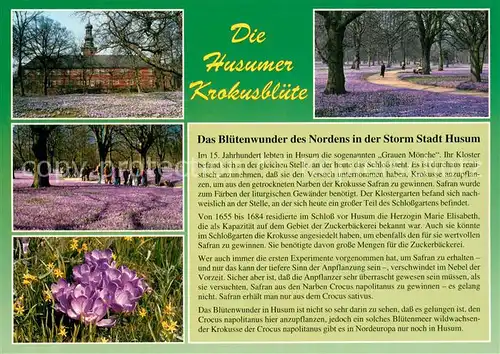 AK / Ansichtskarte Husum__Nordfriesland Husumer Krokusbluete Bluetenwunder des Nordens 