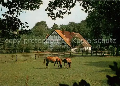 AK / Ansichtskarte Friedrichsruh_Aumuehle Bismarck Museum Pferdekoppel Friedrichsruh_Aumuehle