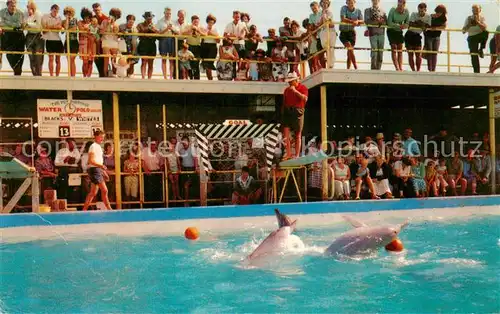 AK / Ansichtskarte Delphine Twed heads A.S.W. Murray Views 