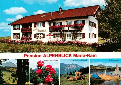 AK / Ansichtskarte Maria_Rain_Allgaeu Pension Alpenblick Alpenrosenblueten Allgaeuer Alpvieh Gruentensee Landschaftspanorama Maria_Rain_Allgaeu