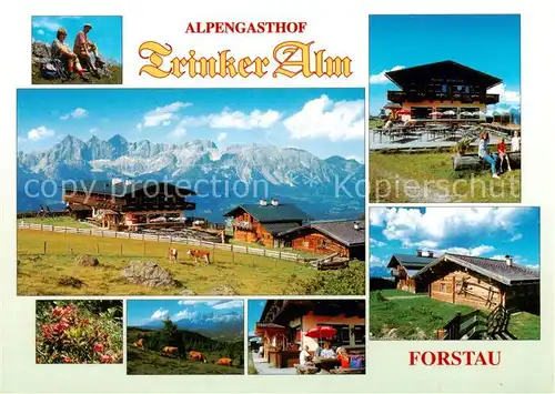 AK / Ansichtskarte Forstau_AT Alpengasthof Trinker Alm Alpvieh Alpenpanorama 