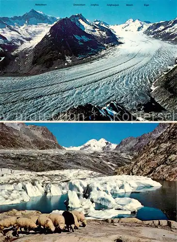 AK / Ansichtskarte Eggishorn_VS Gr Aletschgletscher Maerjelensee Jungfrauhoch Moench Trugberg 