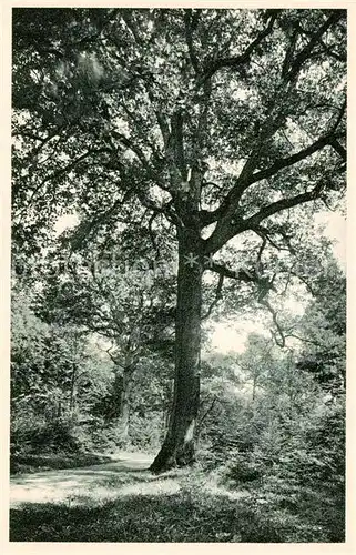 AK / Ansichtskarte Zuerich_ZH Kaeferberg   Waldpartie m. grosser Eiche Zuerich_ZH